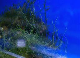 Caulerpa peltata